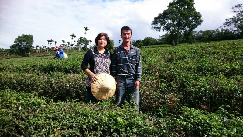 有機台湾原生緑茶(100g)