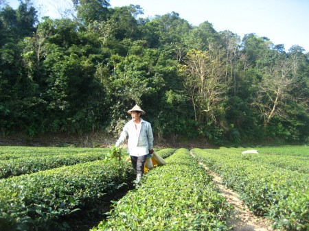 宜蘭冬山金萱茶(100g)